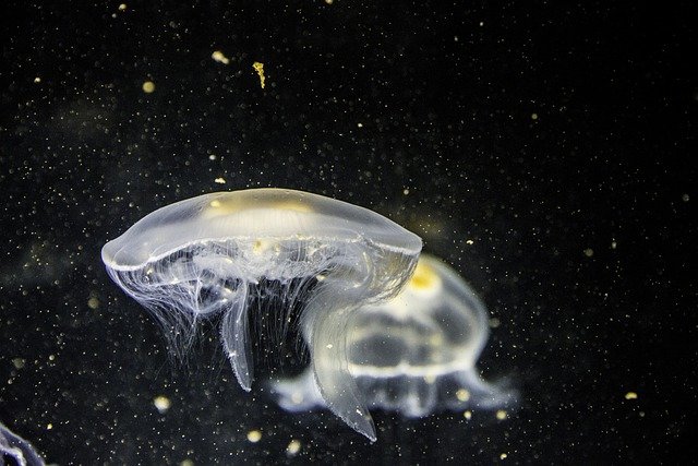 jellyfish-1838613_640.jpg