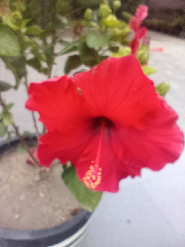 IMG_20250526_154501.jpg