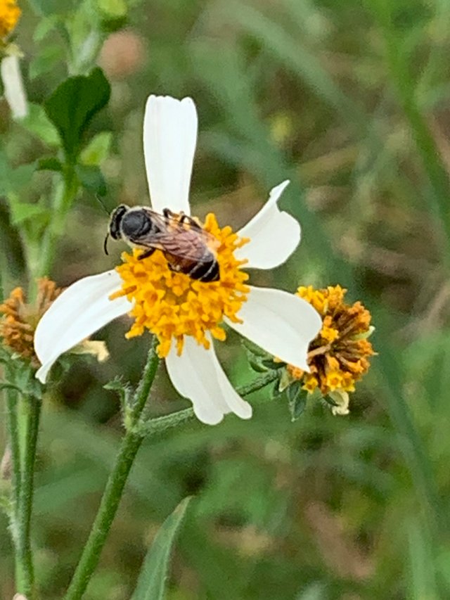 flower and bee3.jpg
