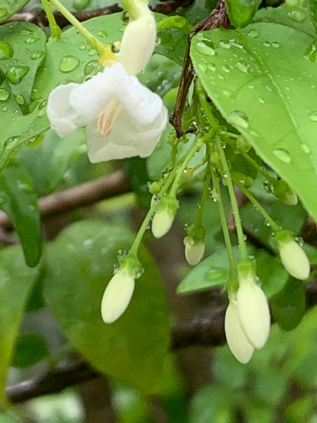 my little garden8.jpg