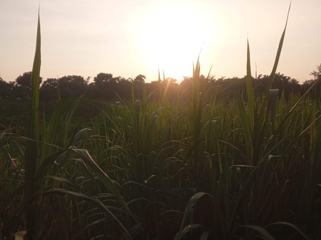 প্রকৃতি (3).jpg
