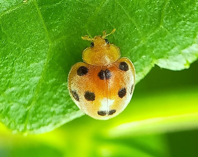 Yellow Ladybug (28).jpg