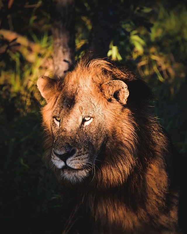 Lion stare.jpg