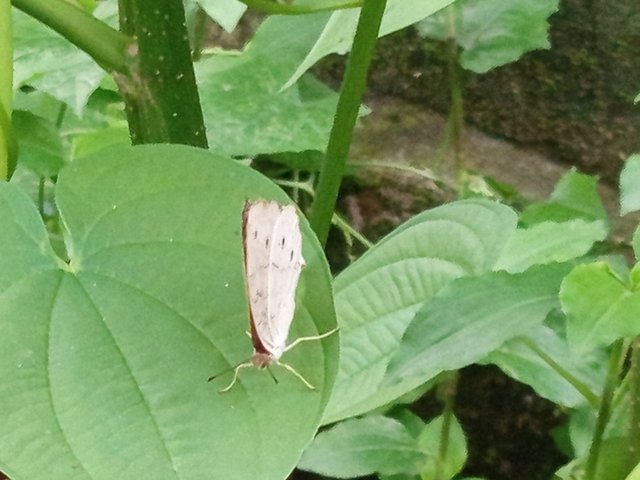 প্রজাপতি (3).jpg