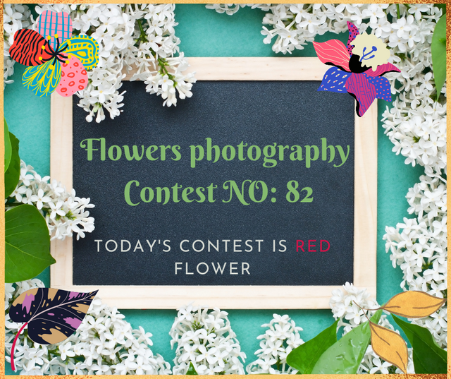 Flowers photography Contest.png