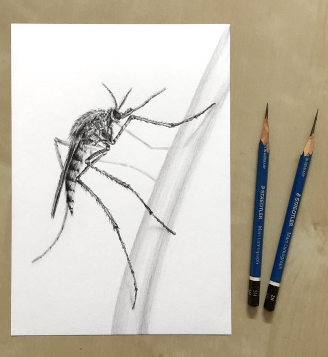 mosquito-graphite-drawing.jpg