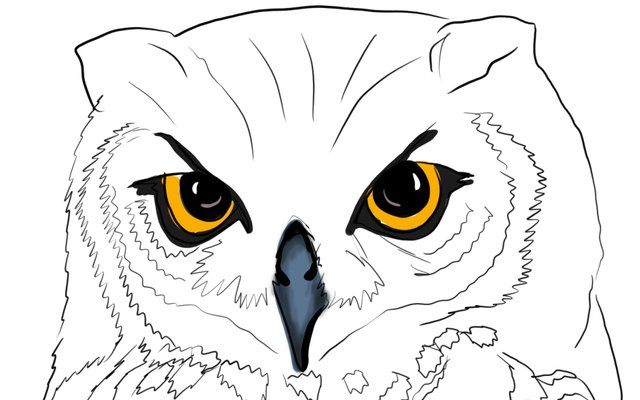 owl face(348).jpg