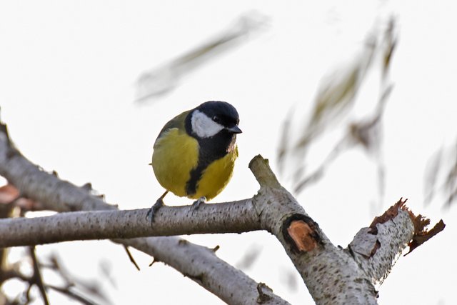 Great tit bushes 4.jpg