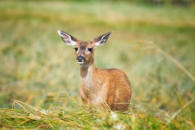 fallow-deer-7341424_1280.jpg