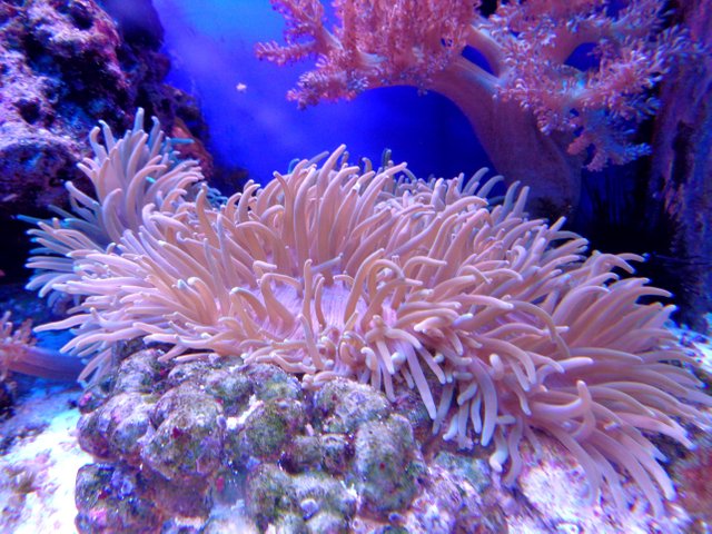 coral-1053834.jpg