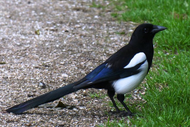 magpie-gbf9ded587_1920.jpg