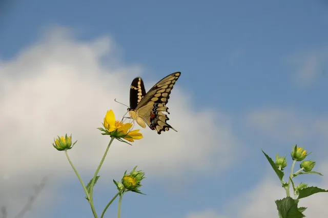 butterfly-9805128_1280.webp.jpg
