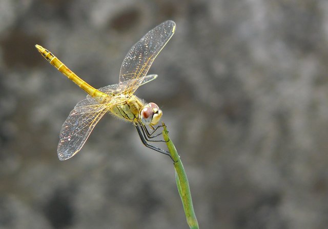 dragonfly stick 3.jpg