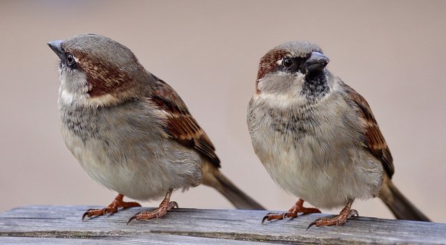 sparrows-2763553_1280.jpg