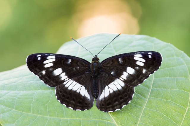 Kleiner Eisvogel (Limenitis camilla)_CI4A8390-BF-2.jpg