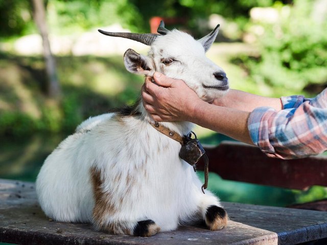 person-taking-care-white-goat_23-2148580045.jpg