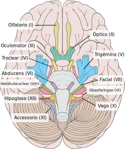 Brain_human_normal_inferior_view_with_labels_es_svg.png