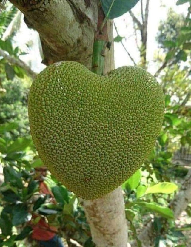 jackfruit.jpg