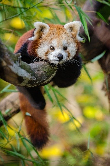 red-panda-1852861_640.jpg