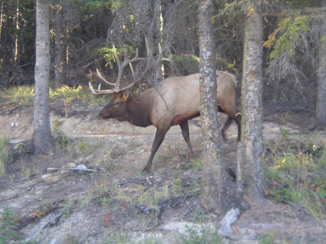 Jasper sep 2011 111.JPG