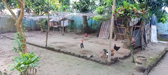 chicken farm (8).jpeg