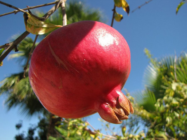 Pomegranate Is Aphrodisiac That Enhances Sexual Desires