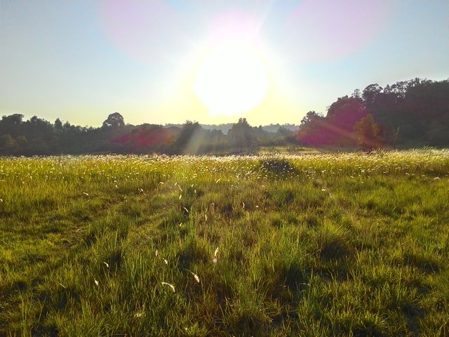 รูปทุ่งหญ้าพระอาทิตย์ตก 1.jpg