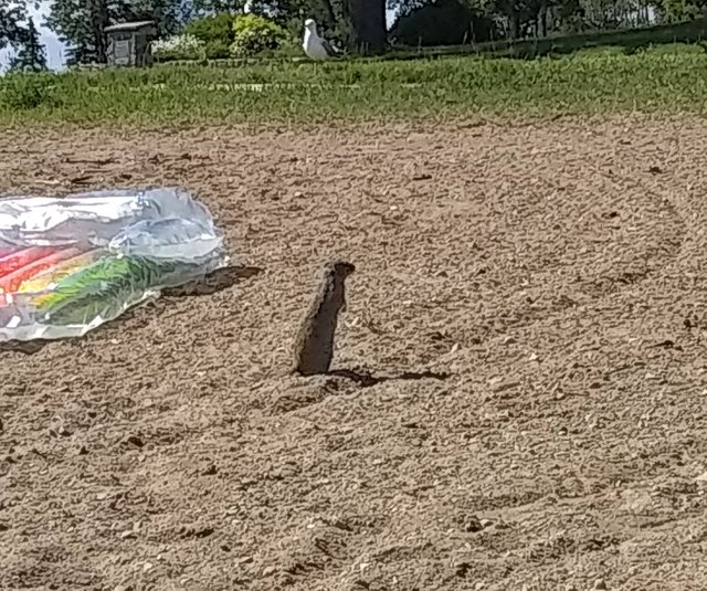 Kenosee Prairie Dog a.jpg