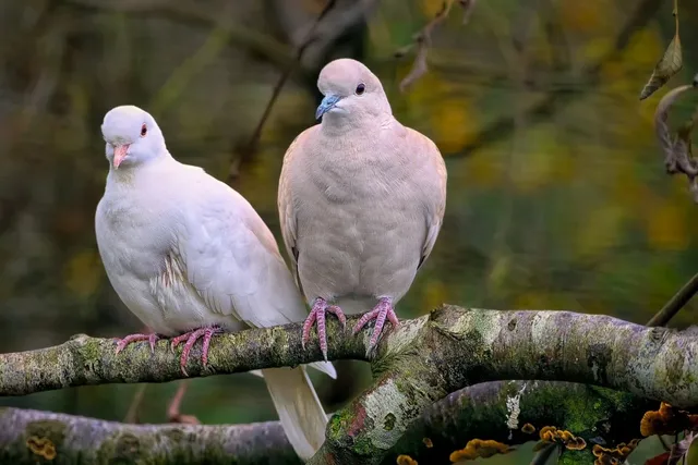 barbary-doves-7745449_1280.webp