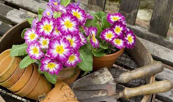 Alan-Titchmarsh-tips-grow-primulas-garden-563436.jpg