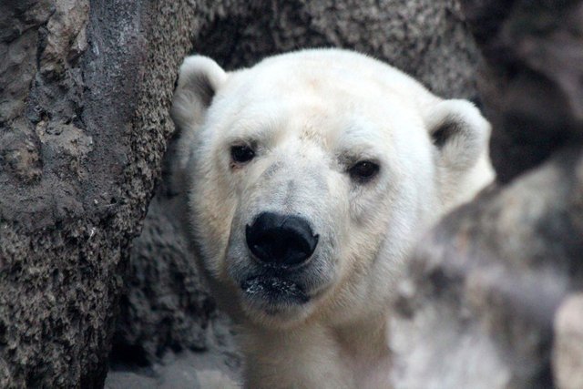 white-bear-3894156_1280.jpg