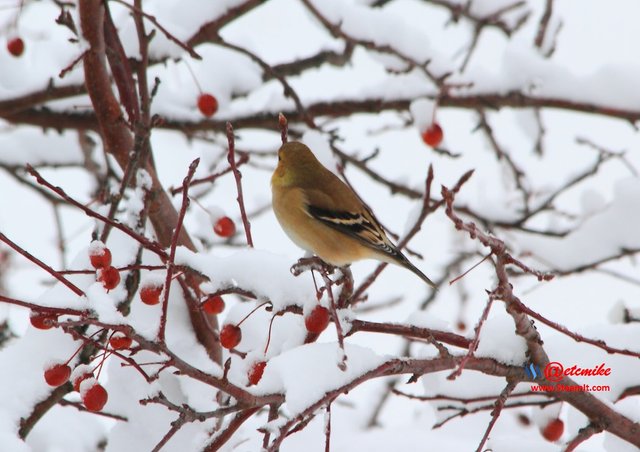 American Goldfinch PFW10_0321.JPG