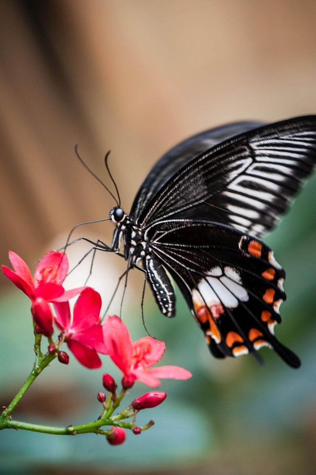 Butterfly by Justin Lo _ 500px.jpeg