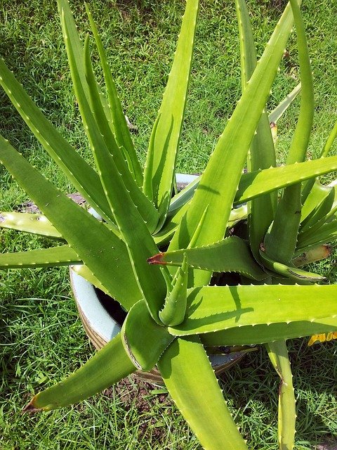 aloe-vera-314458_640.jpg