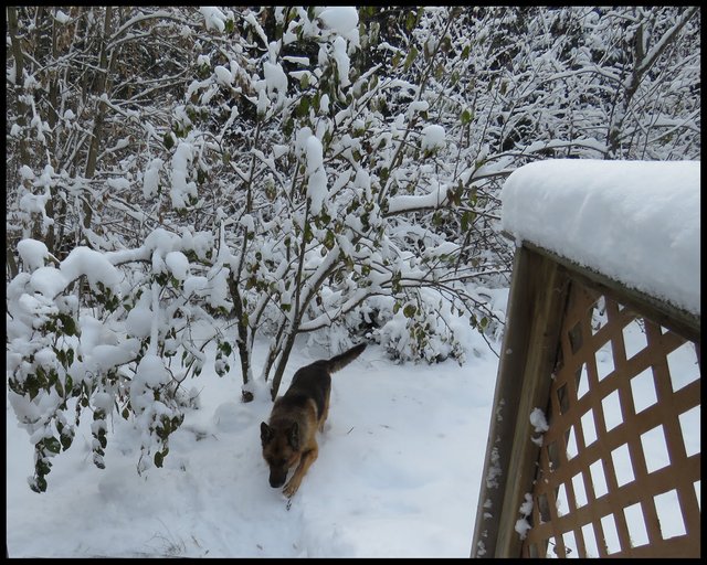 Bruno running thru snow by snow covered apple tree by deck.JPG