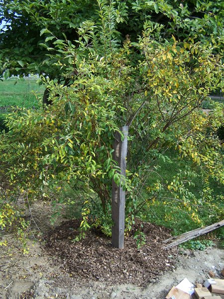 Spirea - mulched crop September 2019.jpg