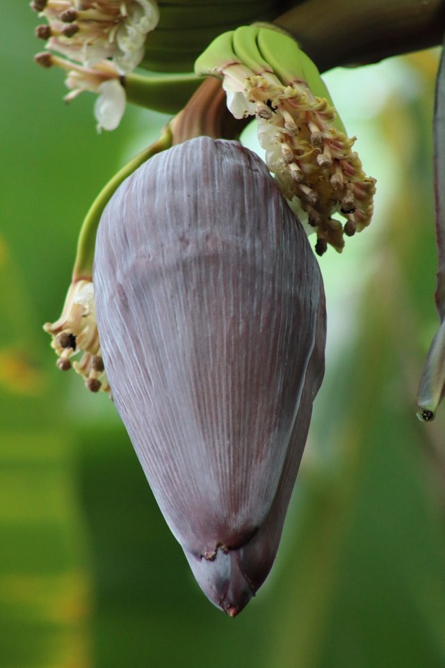 banana-blossom-7248277_1280.jpg