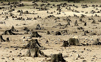 tree-stumps.jpg