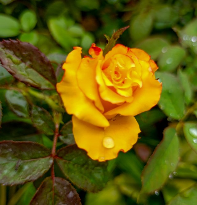 IMG20241023142004.jpg