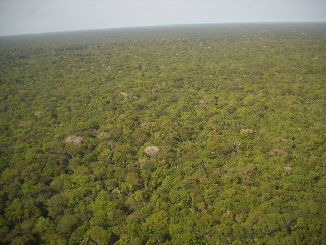 amazon forest pixabay carbon sink brazil-400278_1920.jpg
