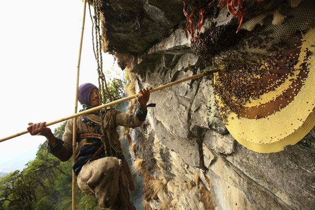 Honey-Hunting-in-Nepal.jpg