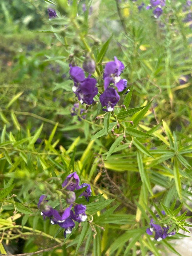 IMG_7066.jpeg