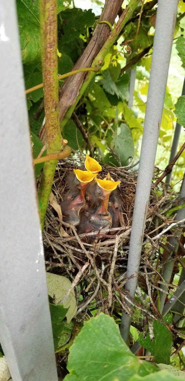 20180628_164750 - Begging Baby Mockingbirds.jpg