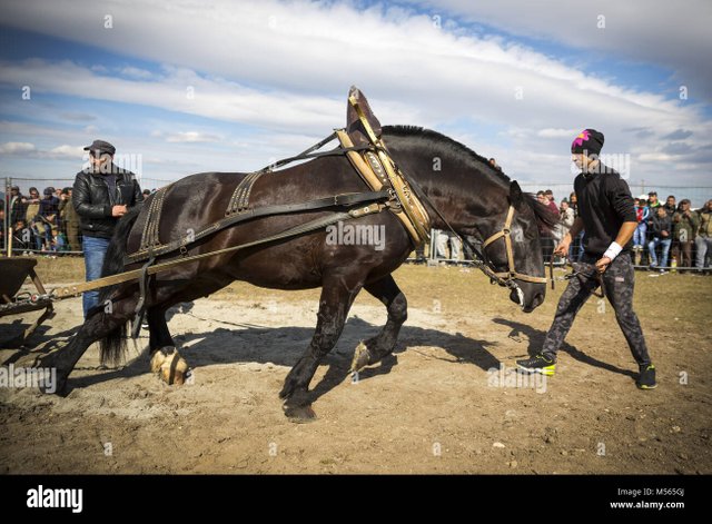 horse-heavy-pull-tournament-M565GJ.jpg