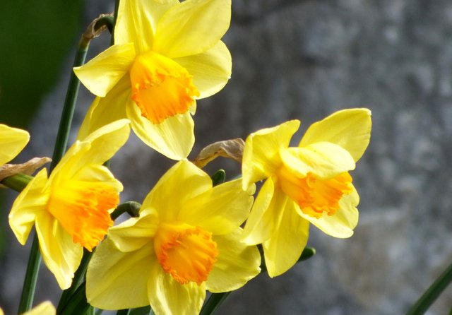 0011-Narcissus.jpg