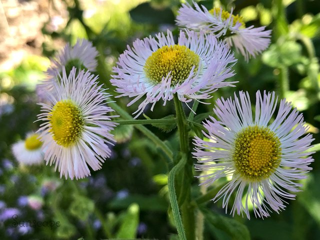 e 5 erigeron seaside daisy.jpg