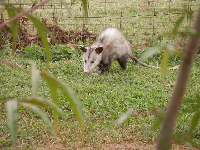 possum-183851__480.jpg