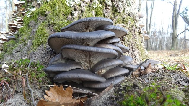 oyster-mushroom-360747_1280.jpg