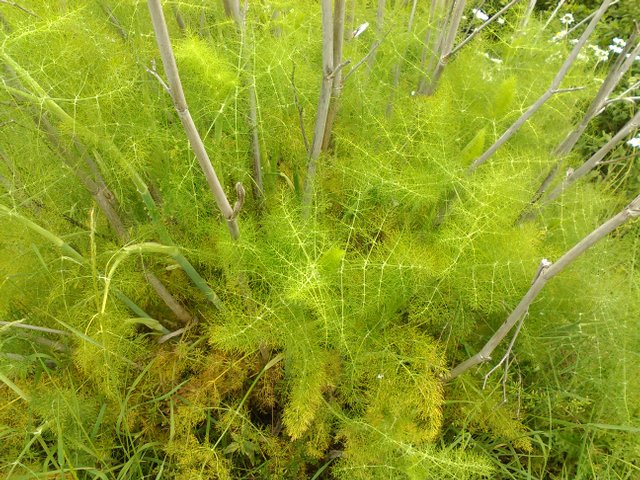 Flower Photography Unknown Horsetail Uphill May 28 2017.jpg