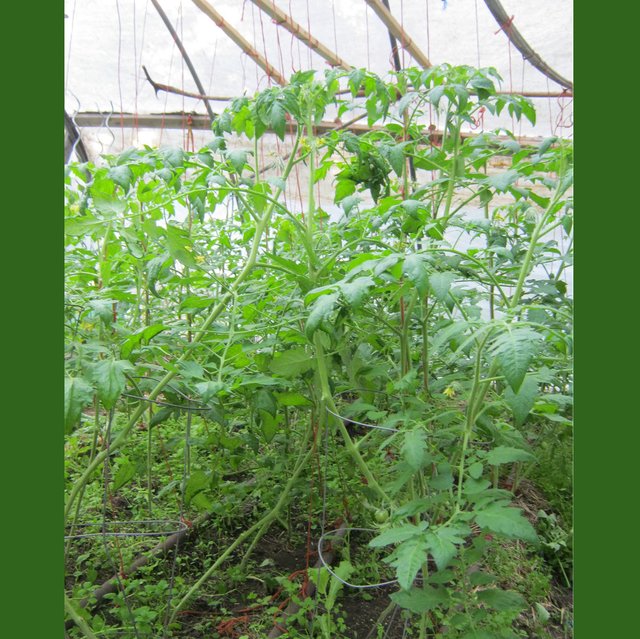 tomato plants pruned and staked up.JPG